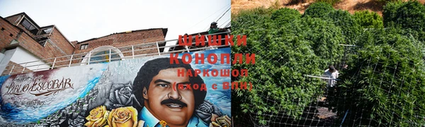 прущие грибы Абинск