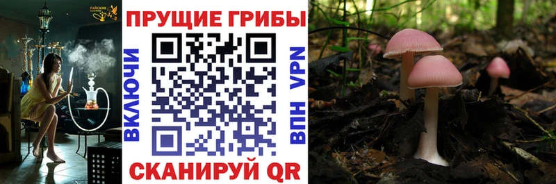 Псилоцибиновые грибы MAGIC MUSHROOMS  Томилино 